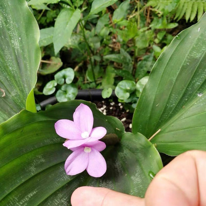 孔雀薑 Peacock Ginger ( Kaempferia pulchra ) - 森流 GreenFlow - 動植物造景專門店