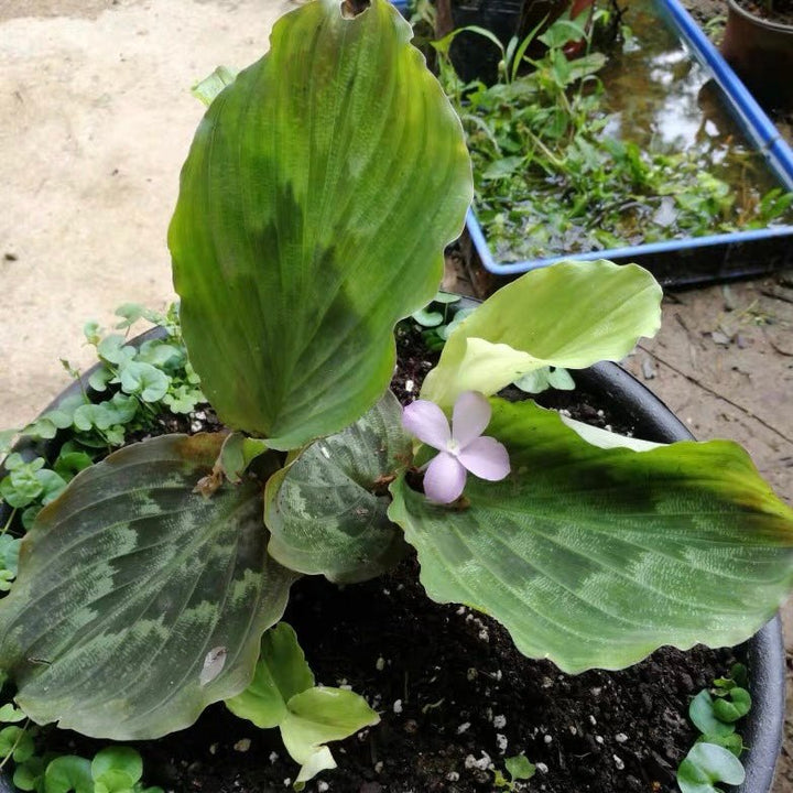 孔雀薑 Peacock Ginger ( Kaempferia pulchra ) - 森流 GreenFlow - 動植物造景專門店