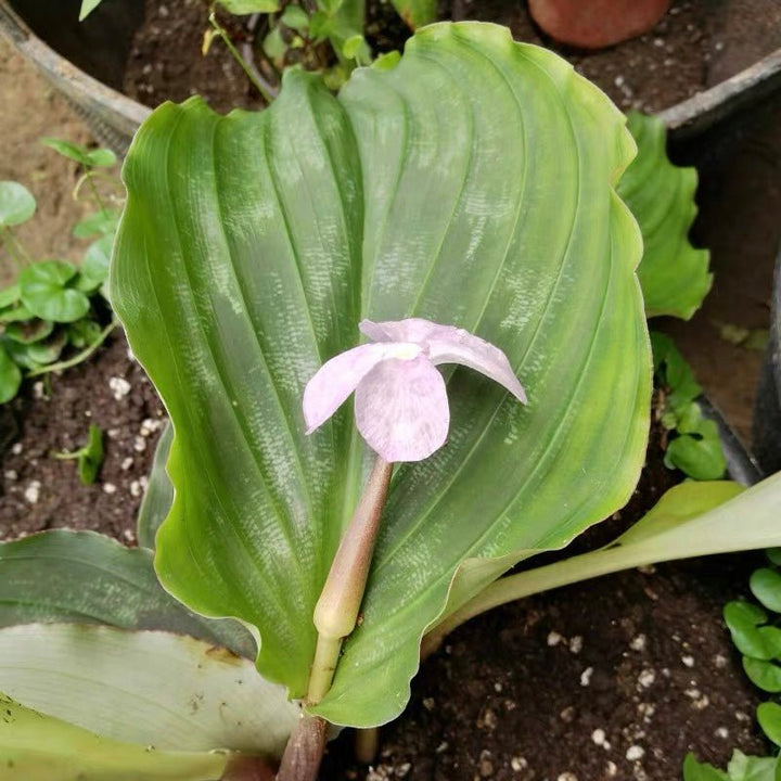 孔雀薑 Peacock Ginger ( Kaempferia pulchra ) - 森流 GreenFlow - 動植物造景專門店