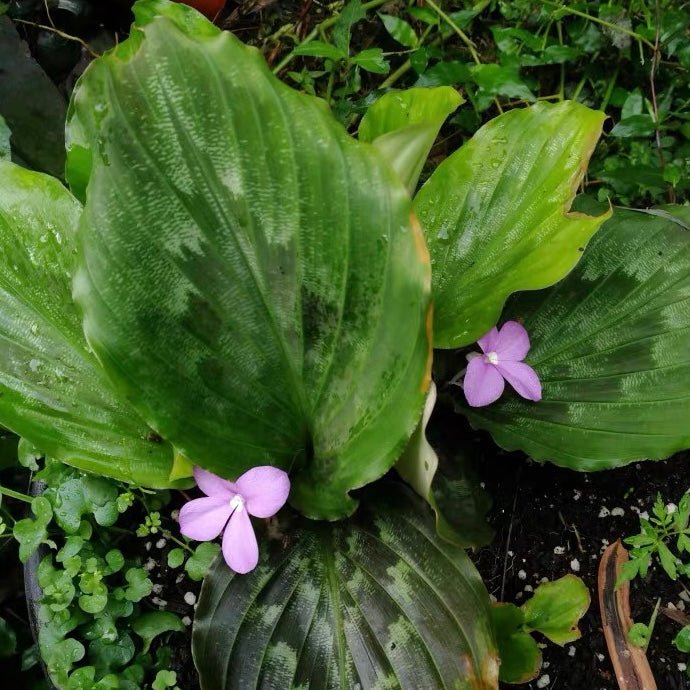 孔雀薑 Peacock Ginger ( Kaempferia pulchra ) - 森流 GreenFlow - 動植物造景專門店