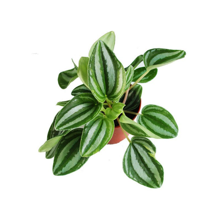 斑馬椒草 Sweetheart Peperomia ( Peperomia verschaffeltii ) - 森流 GreenFlow - 動植物造景專門店