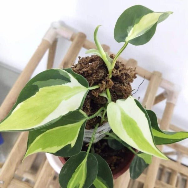 奶油飛濺蔓綠絨 ( Philodendron Cream Splash ) - 森流 GreenFlow - 動植物造景專門店