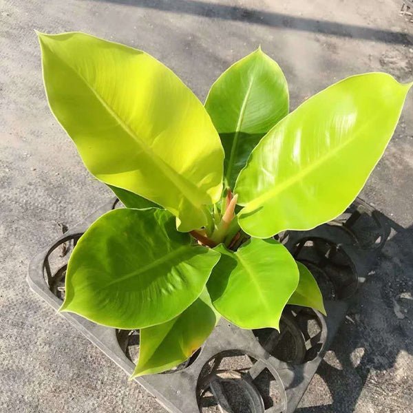 斑葉月光蔓綠絨 Philodendron ‘ Moonlight ’ ( Philodendron hybrid ) - 森流 GreenFlow - 動植物造景專門店