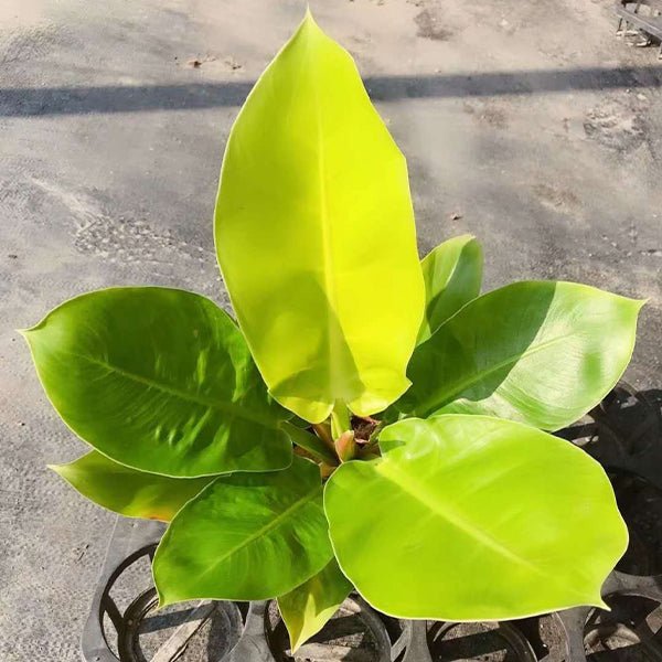 斑葉月光蔓綠絨 Philodendron ‘ Moonlight ’ ( Philodendron hybrid ) - 森流 GreenFlow - 動植物造景專門店