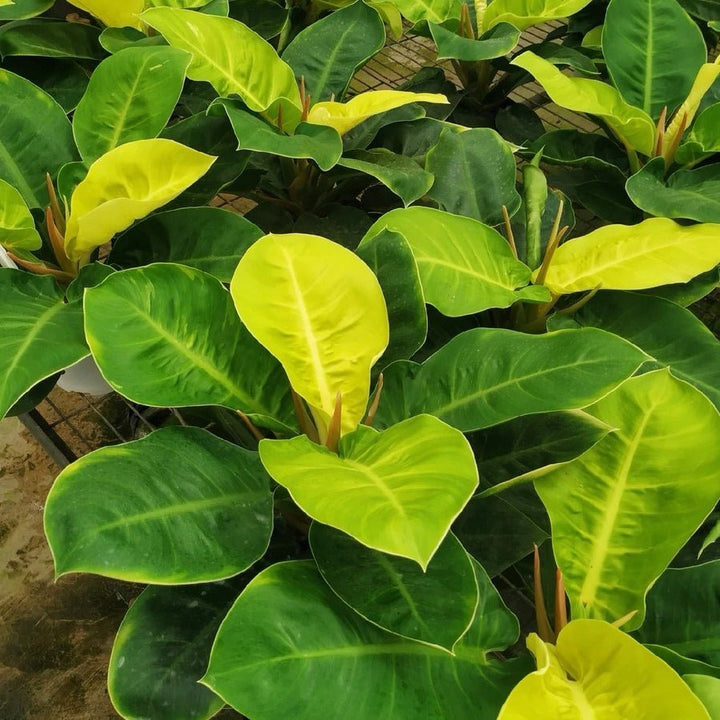 斑葉月光蔓綠絨 Philodendron ‘ Moonlight ’ ( Philodendron hybrid ) - 森流 GreenFlow - 動植物造景專門店