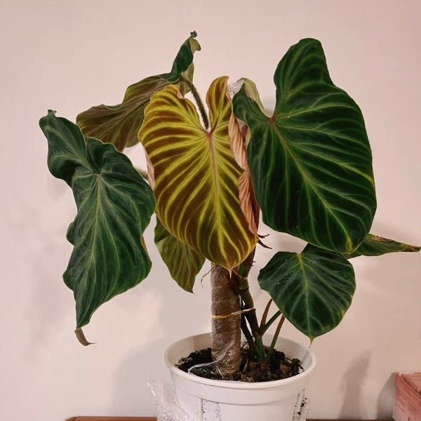 南美螢光蔓綠絨 （ philodendron verrucosum ） - 森流 GreenFlow - 動植物造景專門店