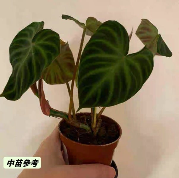 南美螢光蔓綠絨 （ philodendron verrucosum ） - 森流 GreenFlow - 動植物造景專門店