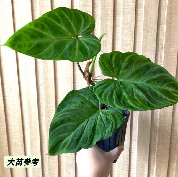 南美螢光蔓綠絨 （ philodendron verrucosum ） - 森流 GreenFlow - 動植物造景專門店