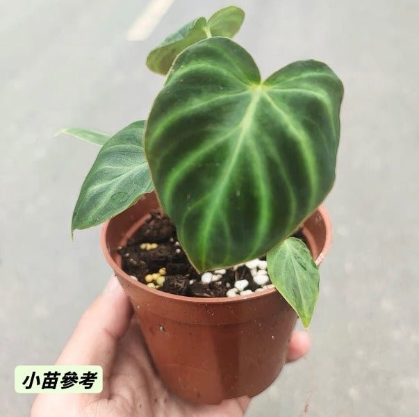 南美螢光蔓綠絨 （ philodendron verrucosum ） - 森流 GreenFlow - 動植物造景專門店