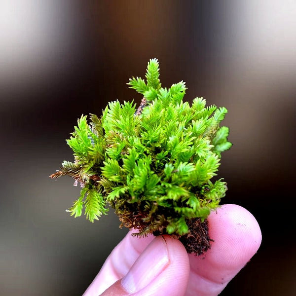 大鳳尾蘚 Phoenix Moss ( Fissidens nobilis ) - 森流 GreenFlow - 動植物造景專門店