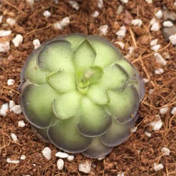 圓切捕蟲堇 Pinguicula cyclosecta - 森流 GreenFlow - 動植物造景專門店