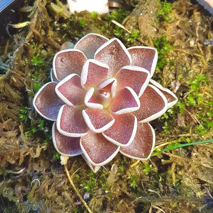 愛蘭捕蟲堇 Butterworts(Pinguicula ehlersiae) - 森流 GreenFlow - 動植物造景專門店