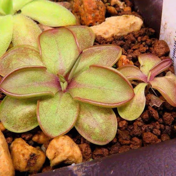 捕蟲堇屬 Butterworts Pinguicula emarginata x hemiepiphytica - 森流 GreenFlow - 動植物造景專門店