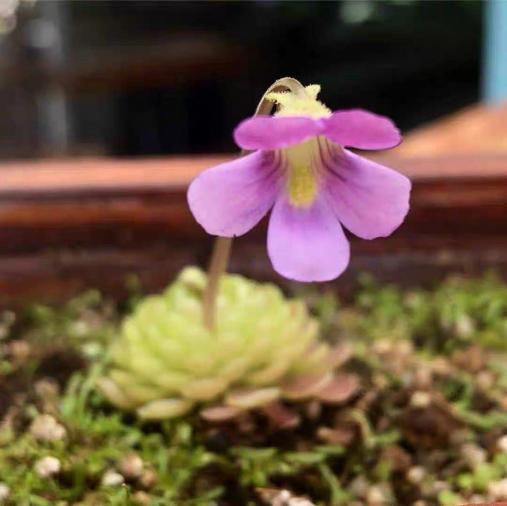 弗洛里捕蟲堇 Butterworts(Pinguicula 'Florian' ) - 森流 GreenFlow - 動植物造景專門店