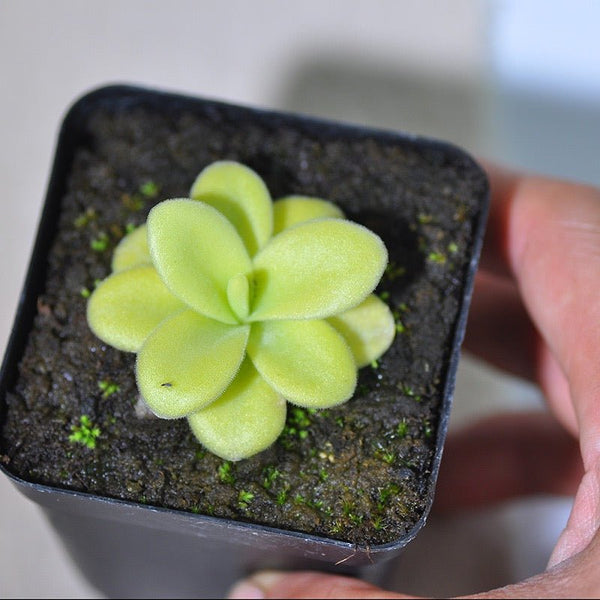 巨大捕蟲堇 Pinguicula gigantea