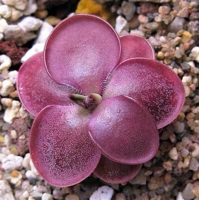 墨蘭捕蟲堇 Pinguicula moranensis f.rosei - 森流 GreenFlow - 動植物造景專門店