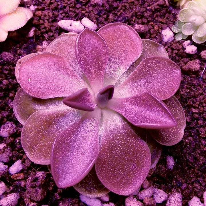 墨蘭捕蟲堇 Pinguicula moranensis f.rosei - 森流 GreenFlow - 動植物造景專門店