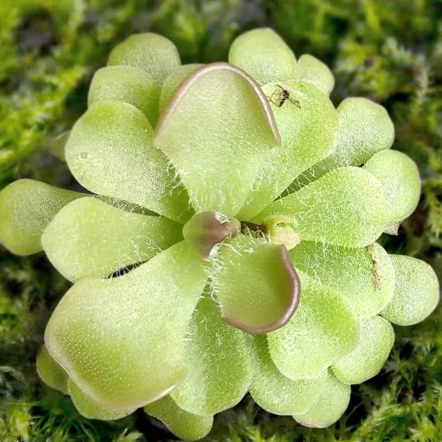 圓花捕蟲堇 Butterworts (Pinguicula rotundiflora) - 森流 GreenFlow - 動植物造景專門店