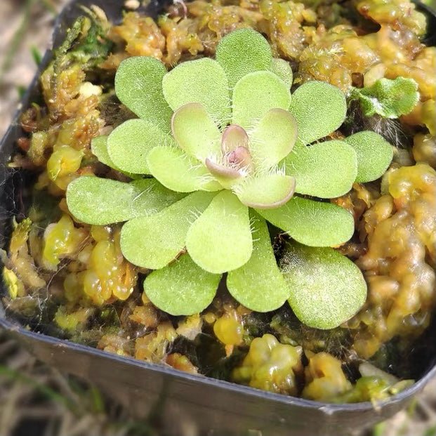 圓花捕蟲堇 Butterworts (Pinguicula rotundiflora) - 森流 GreenFlow - 動植物造景專門店