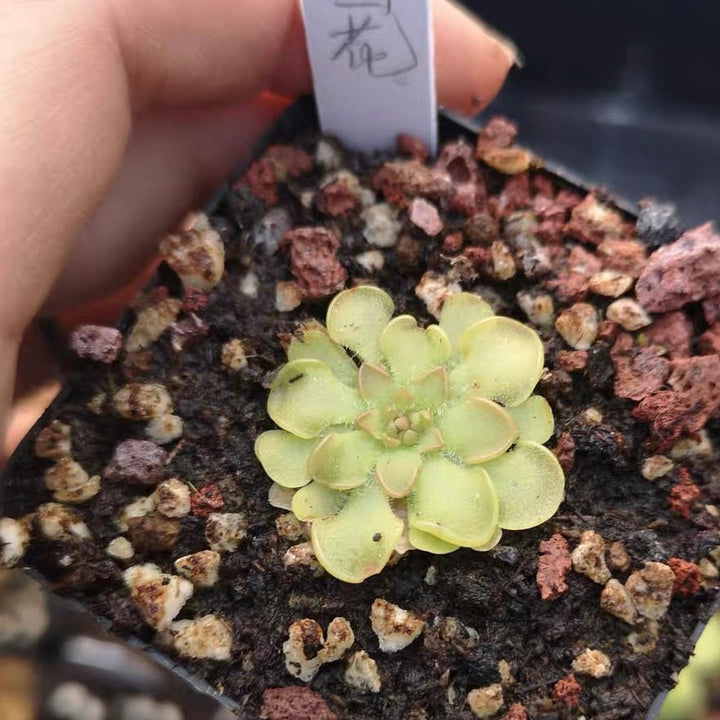 圓花捕蟲堇 Butterworts (Pinguicula rotundiflora) - 森流 GreenFlow - 動植物造景專門店