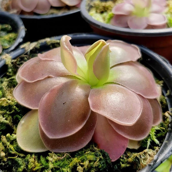 塞提捕蟲堇 Butterwort (Pinguicula 'Sethos') - 森流 GreenFlow - 動植物造景專門店