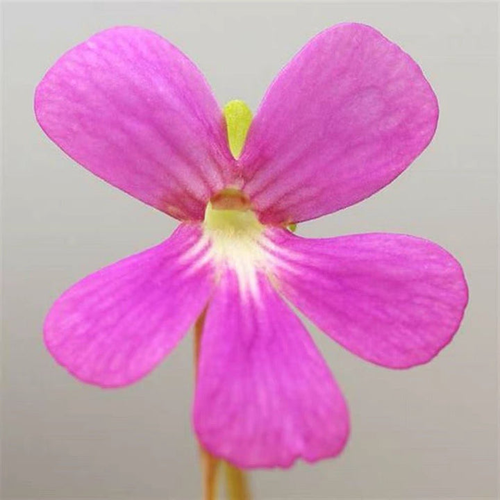 塞提捕蟲堇 Butterwort (Pinguicula 'Sethos') - 森流 GreenFlow - 動植物造景專門店