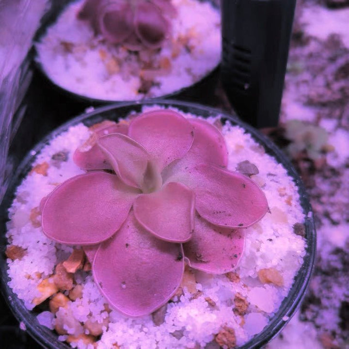 塞提捕蟲堇 Butterwort (Pinguicula 'Sethos') - 森流 GreenFlow - 動植物造景專門店