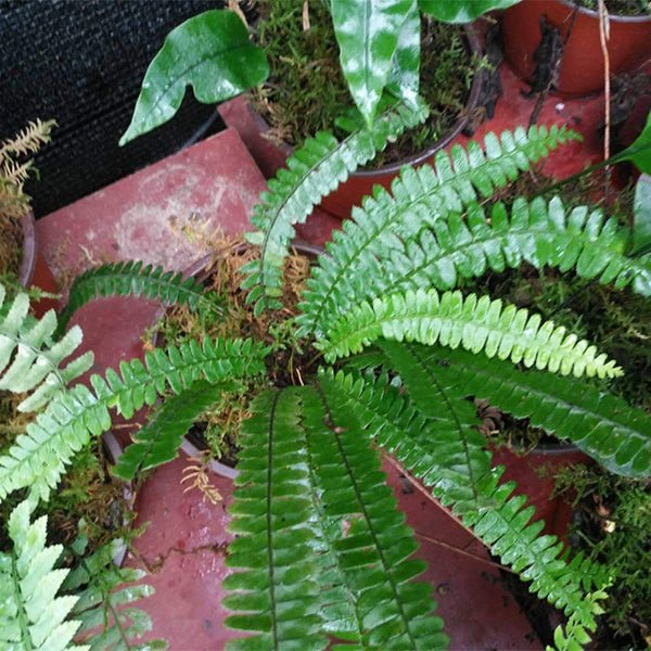 披針耳蕨/對生耳蕨 Polystichum deltodon - 森流 GreenFlow - 動植物造景專門店