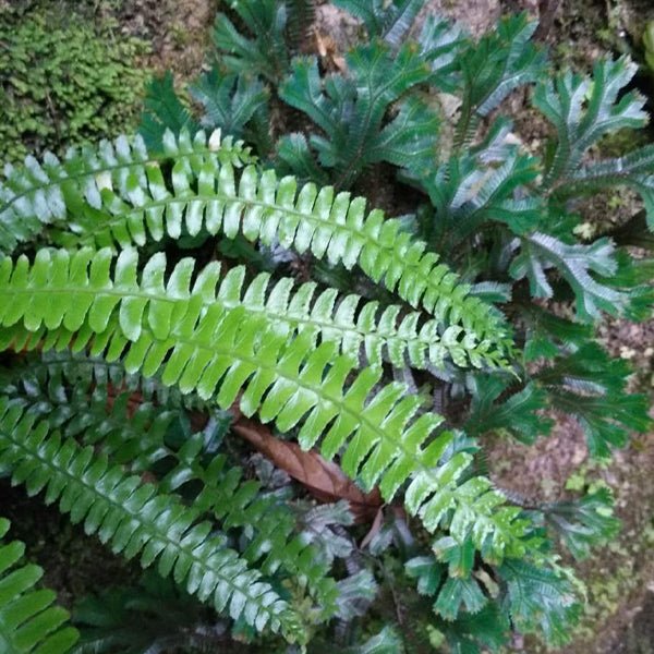 披針耳蕨/對生耳蕨 Polystichum deltodon - 森流 GreenFlow - 動植物造景專門店