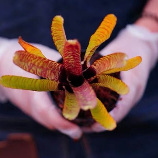 五彩鳳梨屬 Popoki (Bromeliad neoregelia) - 森流 GreenFlow - 動植物造景專門店