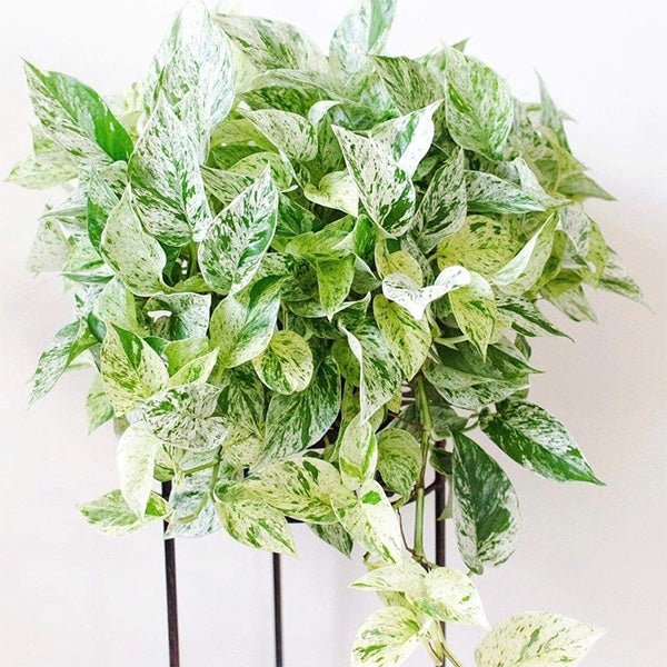 大理石紋黃金葛 Pothos "Marble Queen" - 森流 GreenFlow - 動植物造景專門店