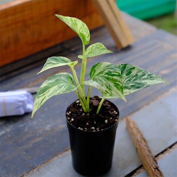 大理石紋黃金葛 Pothos "Marble Queen" - 森流 GreenFlow - 動植物造景專門店