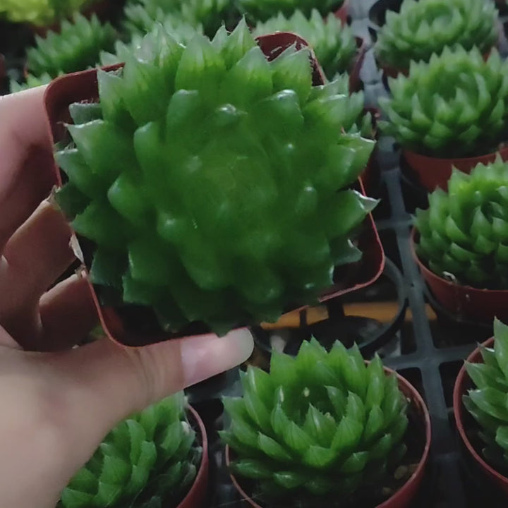 櫻水晶 ( Haworthia cooperi  )