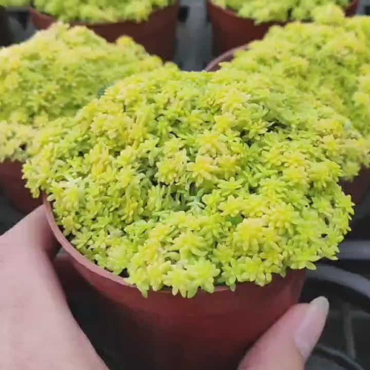 薄雪萬年草 Golden Sedum (Sedum hispanicum )