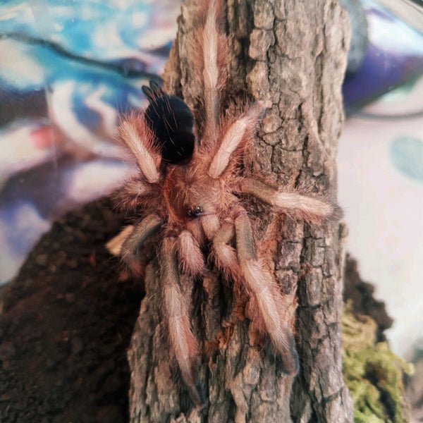 巴拿馬黃金 Panama Blonde Tarantula (Psalmopoeus pulcher) - 森流 GreenFlow - 動植物造景專門店