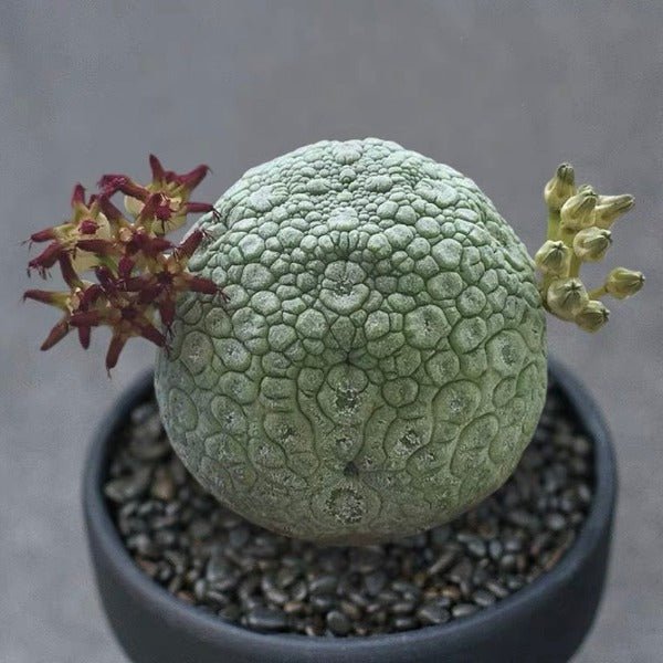 凝蹄玉 Pseudolithos migiurtinus - 森流 GreenFlow - 動植物造景專門店