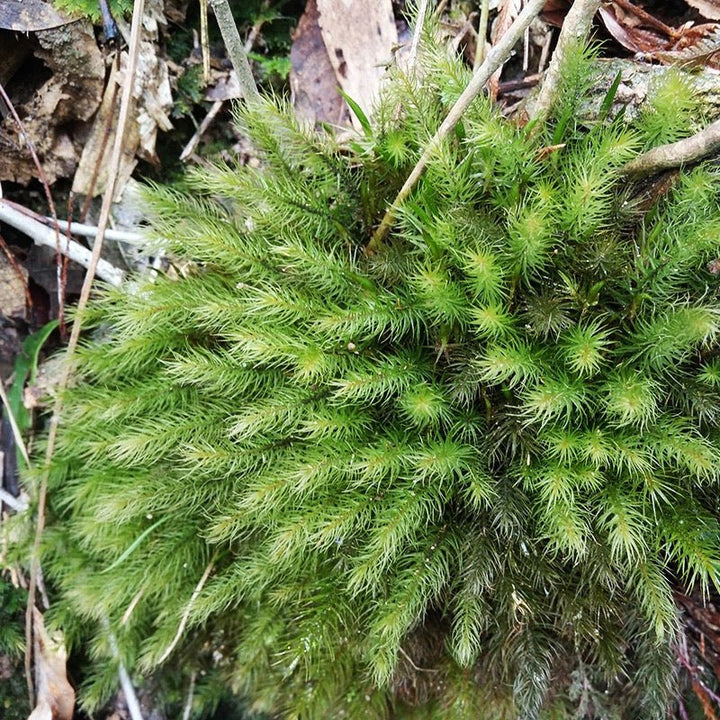 大檜蘚 Pyrrhobryum dozyanum - 森流 GreenFlow - 動植物造景專門店