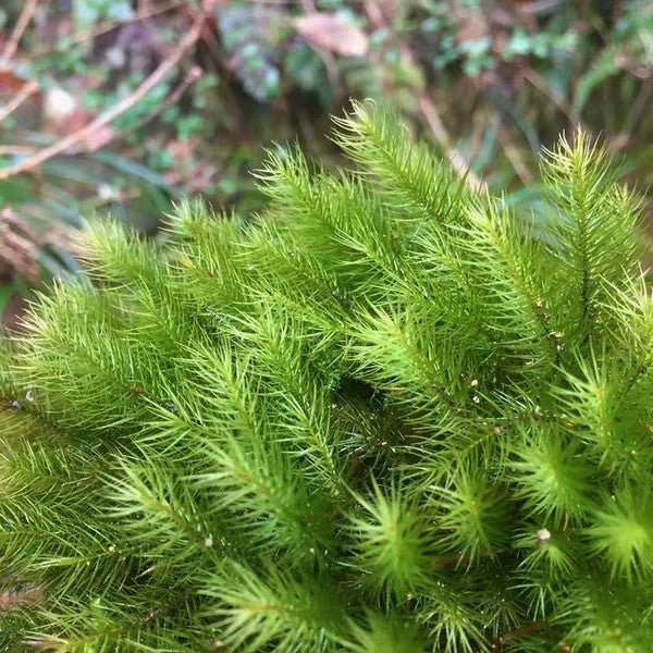 大檜蘚 Pyrrhobryum dozyanum - 森流 GreenFlow - 動植物造景專門店