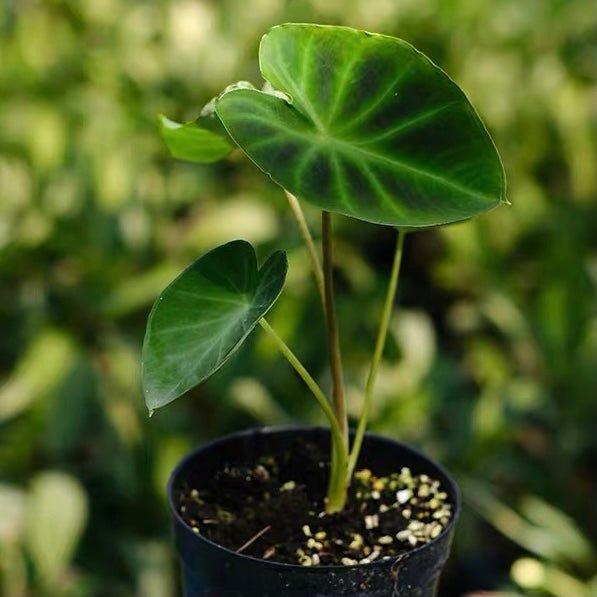 岩芋 Hitchhiker elephant ear(Remusatia vivipara) - 森流 GreenFlow - 動植物造景專門店