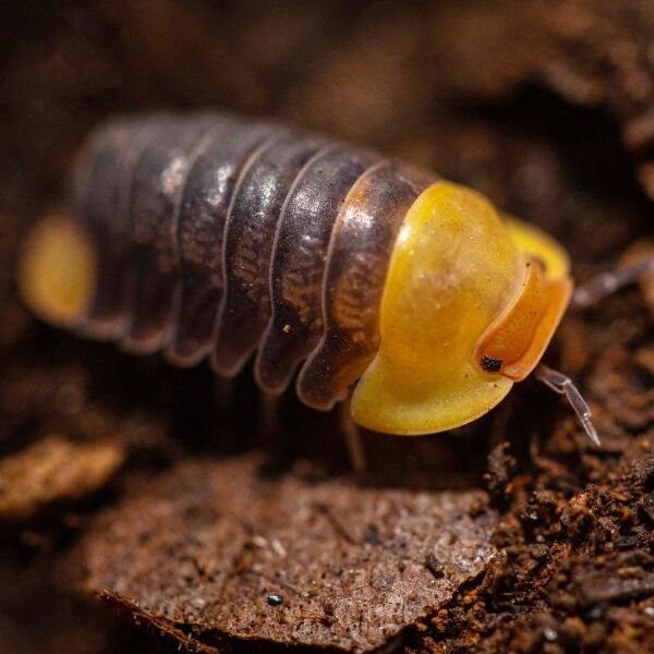 泰國鴨仔鼠婦 Rubber Ducky Isopod ( Cubaris ' Rubber Ducky ' ) 