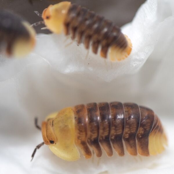 泰國鴨仔鼠婦 Rubber Ducky Isopod ( Cubaris ' Rubber Ducky ' ) 