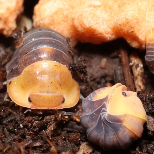 泰國鴨仔鼠婦 Rubber Ducky Isopod ( Cubaris ' Rubber Ducky ' ) 