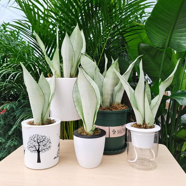 月光虎尾蘭 / 虎皮蘭 Sansevieria trifasciata ' Moonshine '