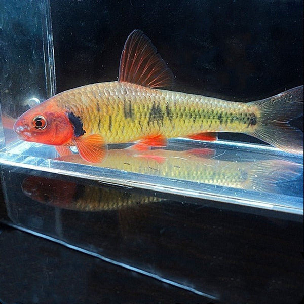 川西鳈 (Sarcocheilichthys davidi) - 森流 GreenFlow - 動植物造景專門店