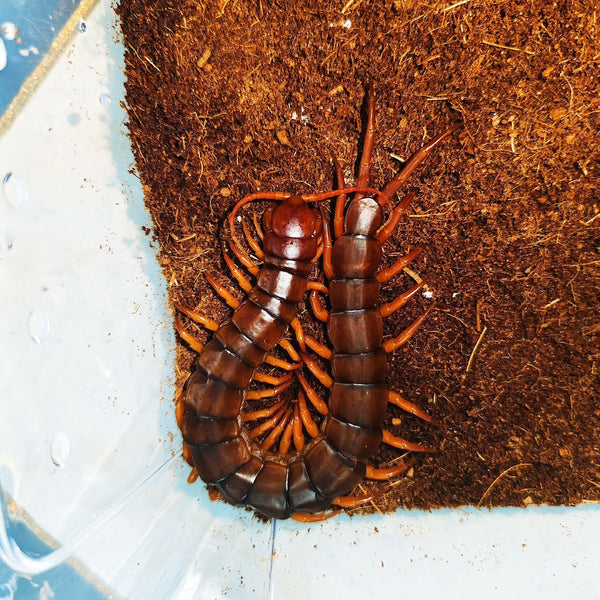 紅龍蜈蚣（Scolopendra subspinipes dehaani [China]red dragon）