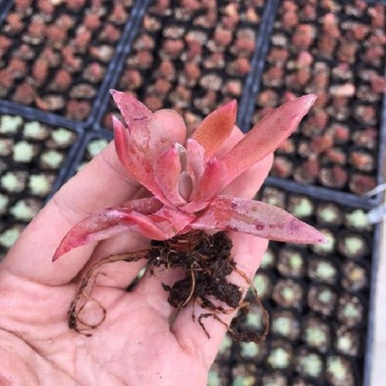 千壽姬 Sea lettuce ( Dudleya caespitosa ) - 森流 GreenFlow - 動植物造景專門店