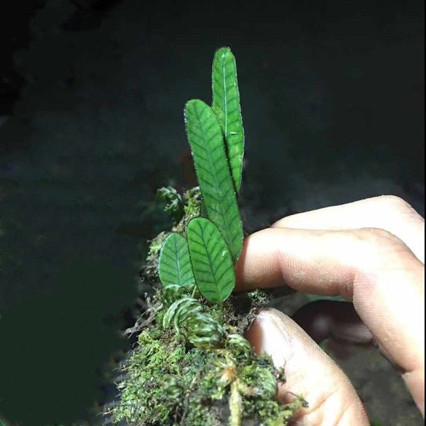 岡本氏茀蕨 Selliguea rhynchophylla - 森流 GreenFlow - 動植物造景專門店