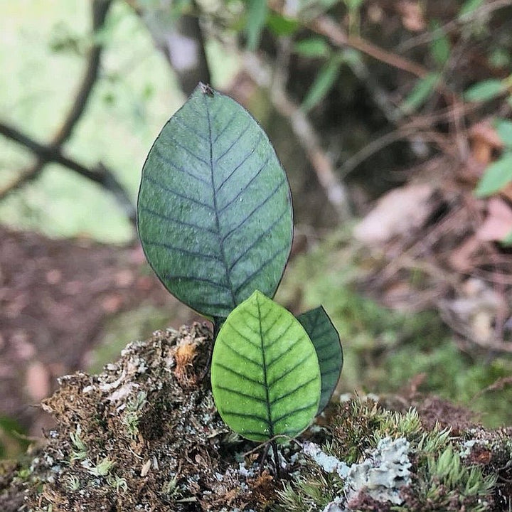 岡本氏茀蕨 Selliguea rhynchophylla - 森流 GreenFlow - 動植物造景專門店