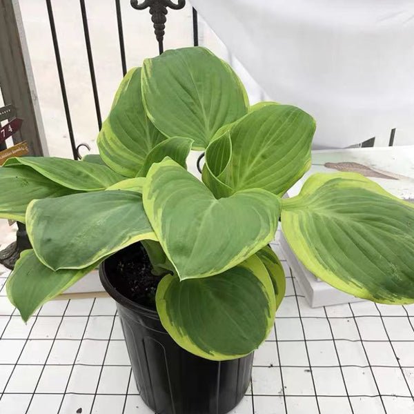 圓葉玉簪 Frances williams Hosta (Hosta sieboldiana) - 森流 GreenFlow - 動植物造景專門店