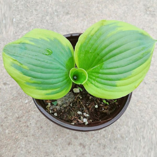 圓葉玉簪 Frances williams Hosta (Hosta sieboldiana) - 森流 GreenFlow - 動植物造景專門店